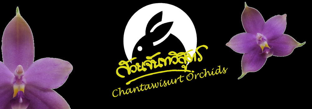 �ѹ����ٵ�Orchid